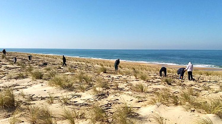 DUNES - À Capbreton, les oyats au cœur d’un chantier citoyen engagé